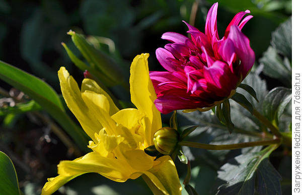 Георгин Риноир и тюльпан Жёлтый паук