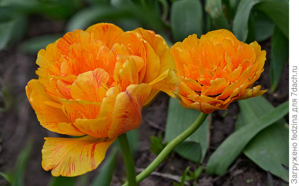 Монте Карло