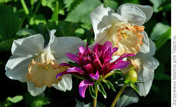 Георгин Риноир и нарциссы