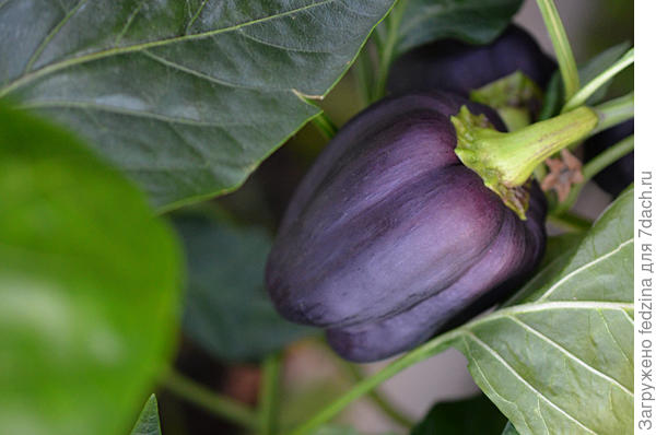 Плоды пониклые