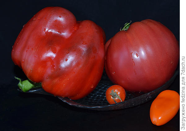 Перец сладкий Мавр: описание сорта, выращивание и уход, фотографии