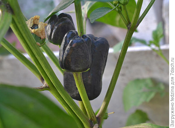 Чёрный конь