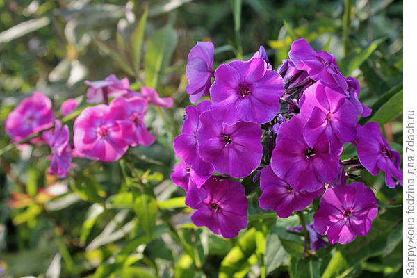 Синеющий к вечеру