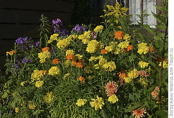 Высокие бархатцы