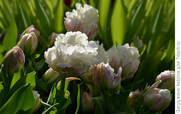 Ванильное мороженое