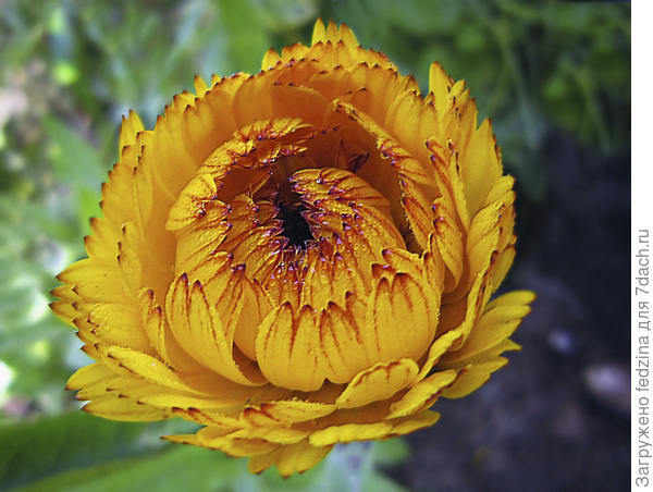 Завтра распустится...