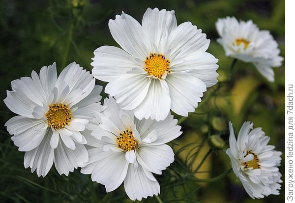 Белая соната