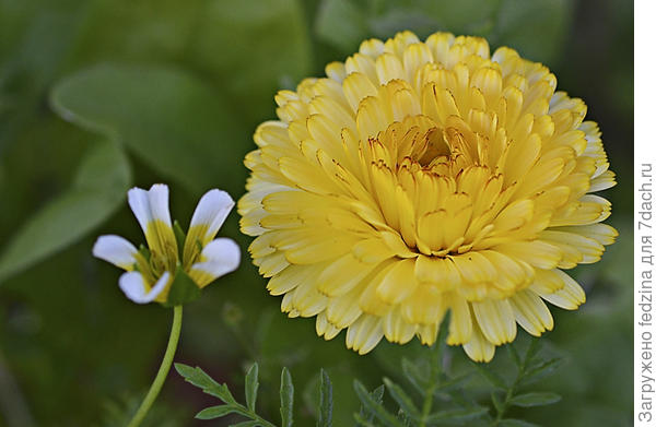 Лимнантес солнышко и ноготок