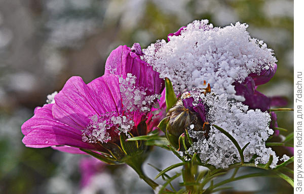 Цветы под снегом