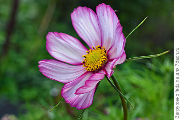 Кэнди страйп