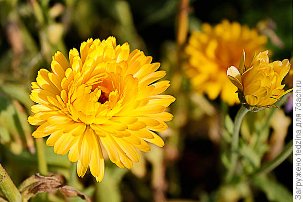 Летняя свадебная пара