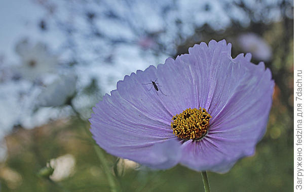 Космея с насекомкой