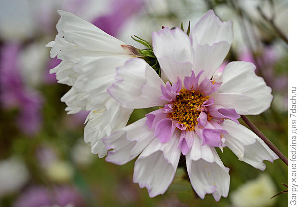 Нечесаная барыня