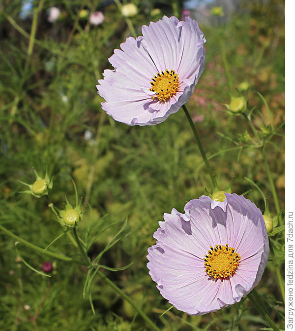 Мадмуазельки