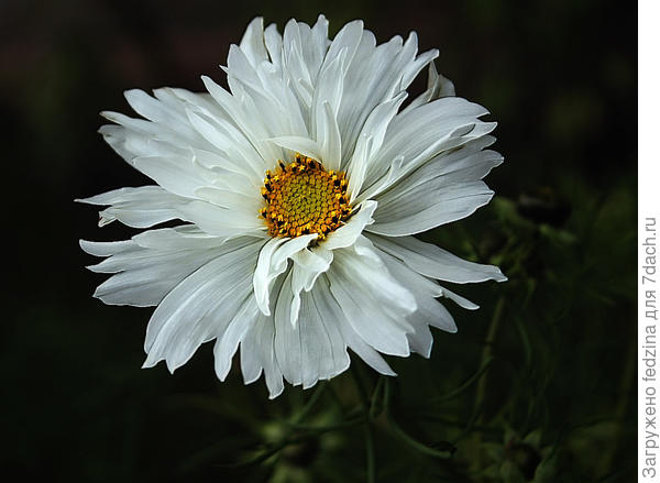 Белая соната