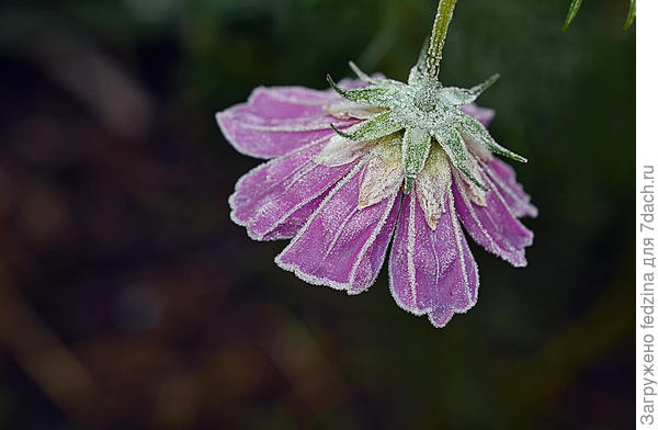 Посеребрённая инеем
