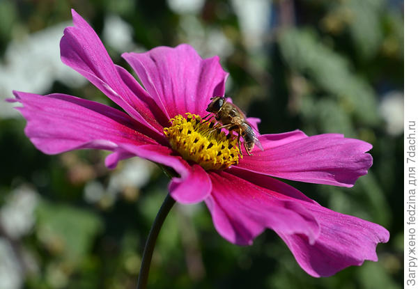 Вот и насекомка радуется...