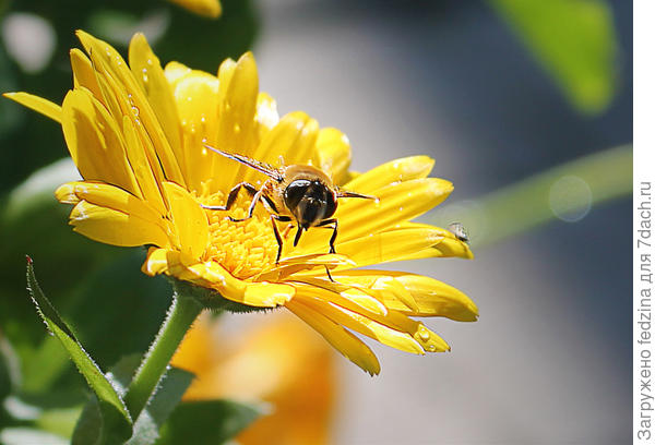 Календула с насекомкой
