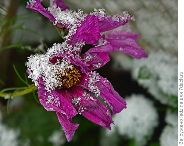 В иней одетый космос...