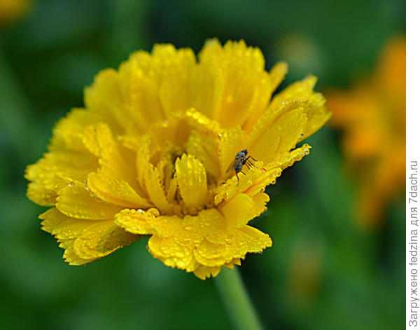 Муха в ноготке