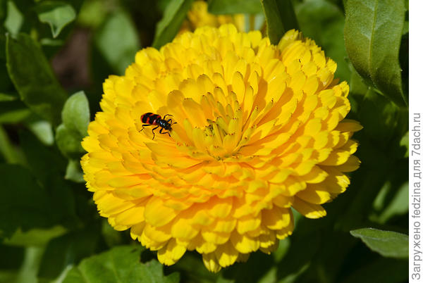 Ноготок Голден Бьюти и пестряк