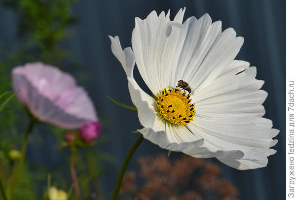 Полная чаша с мухой