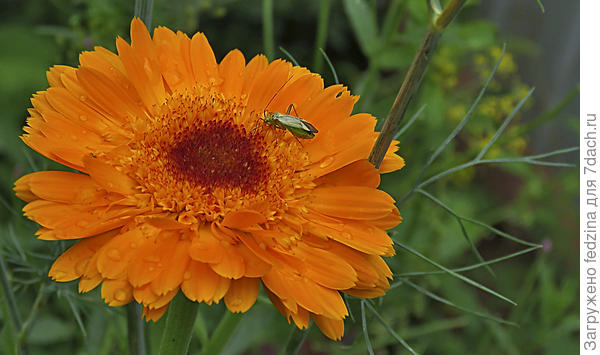 Щитник ягодный и ноготок