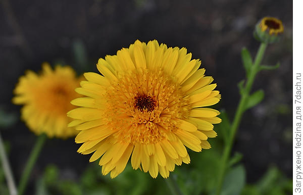 Цветок солнца