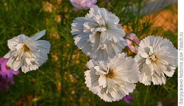 Мадмуазельки