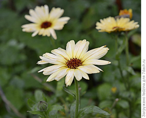 Кареглазки