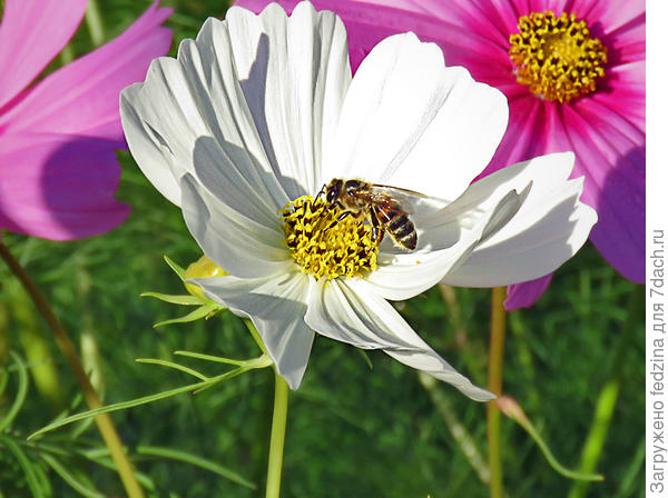 Ах, какое наслажденье, кушать ваши насажденья…