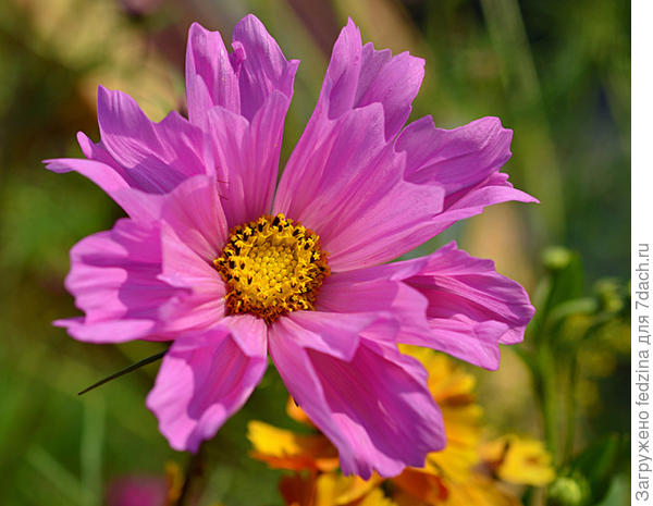 Морская ракушка