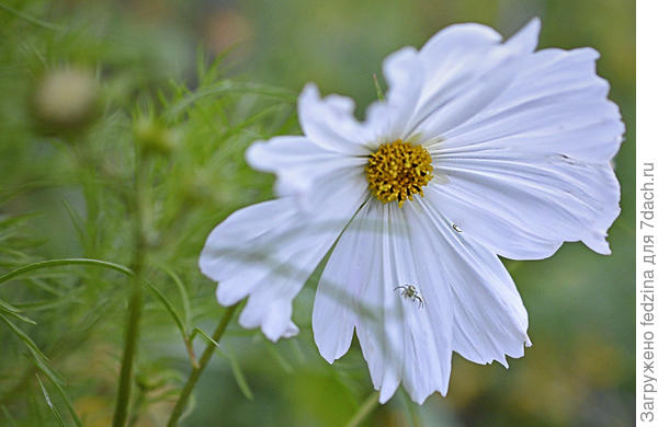 Паук Мизумена косолапая на белом Космосе