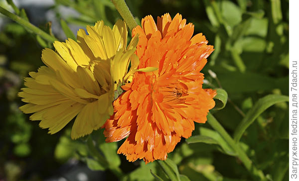 Сладкая парочка!