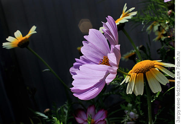 Космея и съедобная хризантемка