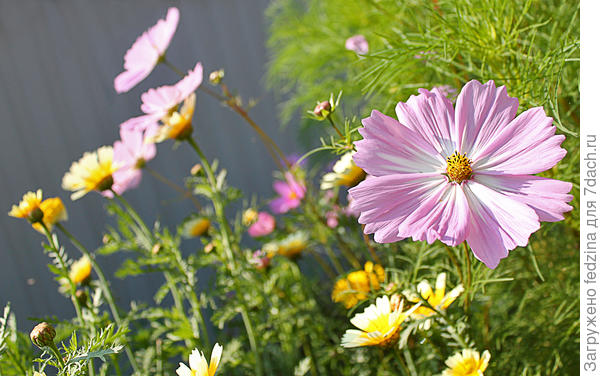 Нежная моя...