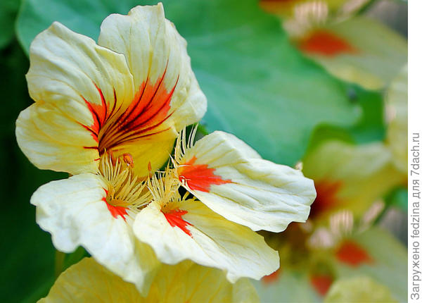 Божья коровка