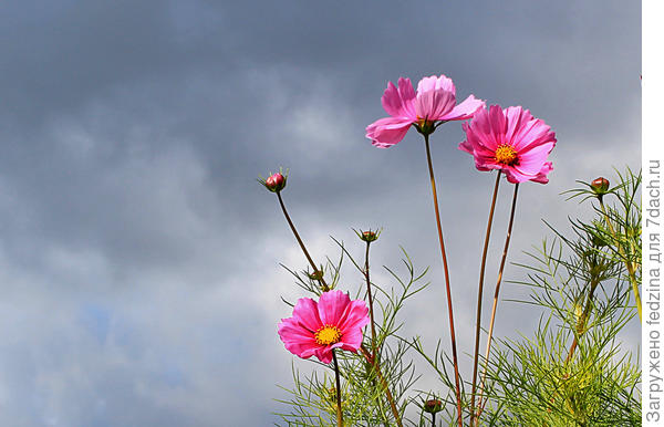 Смотрящие в небо...