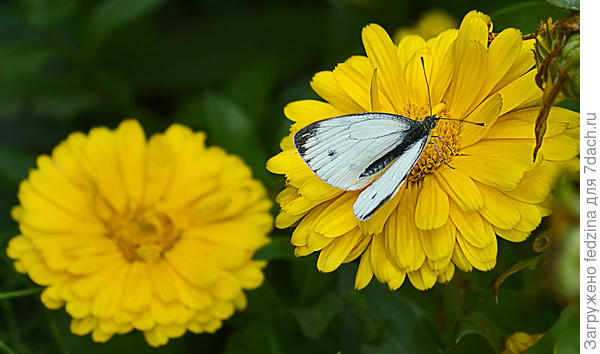 Видно вкусный это цветок…