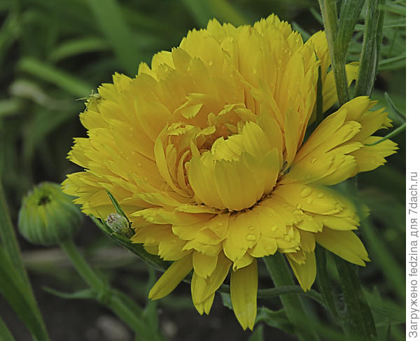 Паук в ноготке