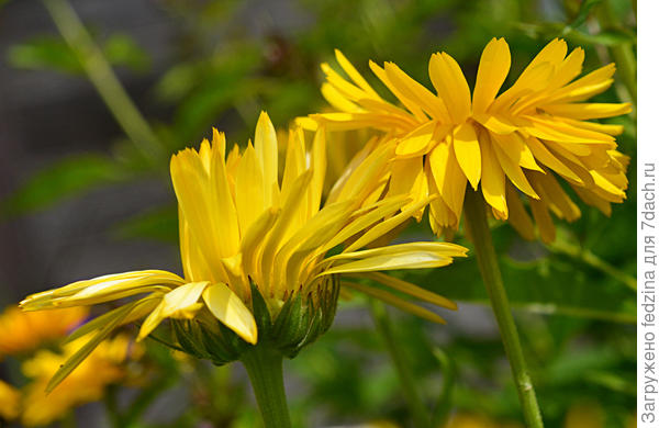 Барышня и хулиган