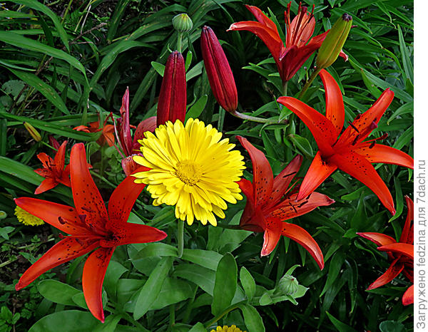 Календула со свитой