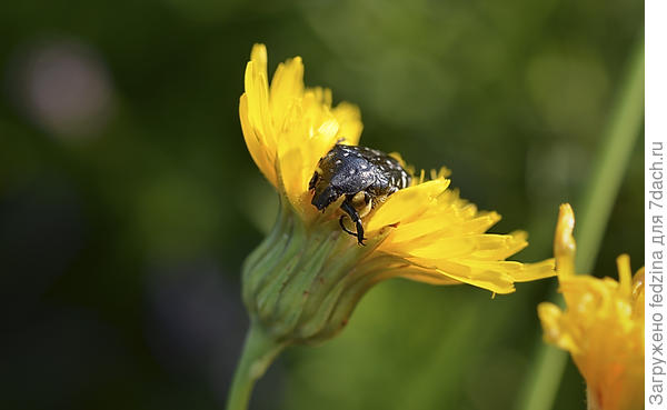 Олёнка в ноготке