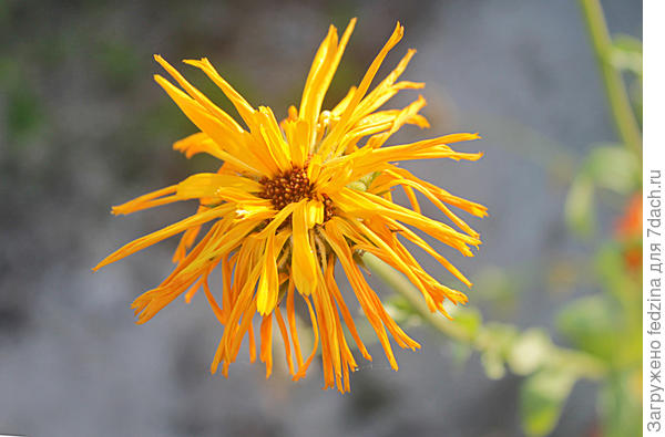 Растрёпка...