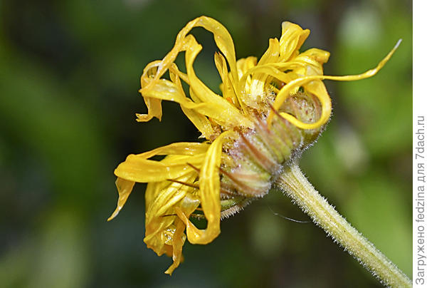 &quot;Осень&quot; ноготка