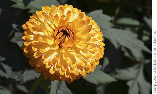 Ноготок с мушкой