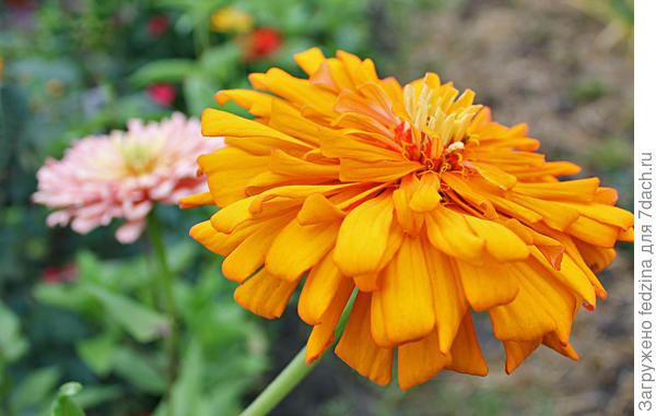 Хризантемная