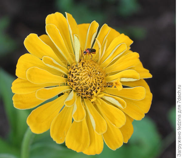 Zinnia