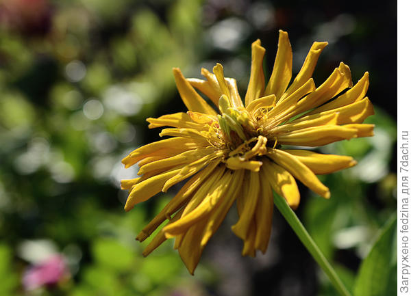 Гламурная девчонка