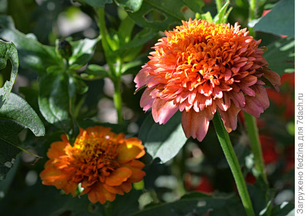 скабиозовидная циния